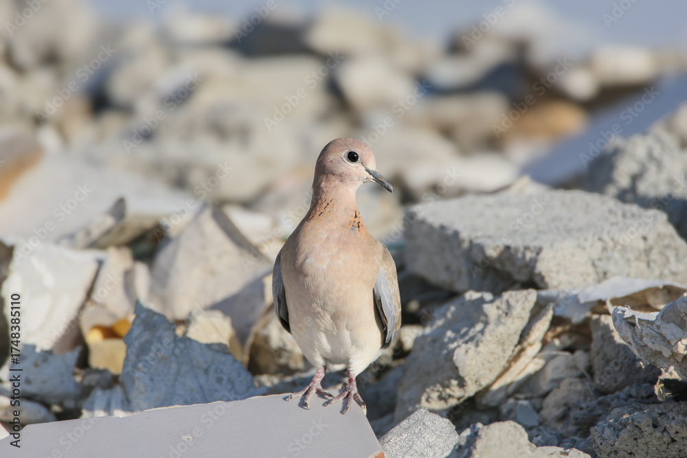 Fototapeta premium A close-up of a laughing dove (Spilopelia senegalensis) perched on a pile of construction debris in the desert