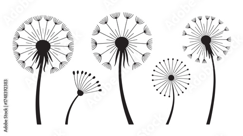 Delicate dandelions in various stages of bloom, rendered in a clean, minimalist line art style.