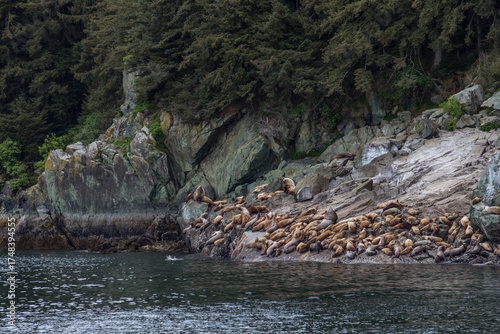 Sea lions resting on the fjords in Alaska