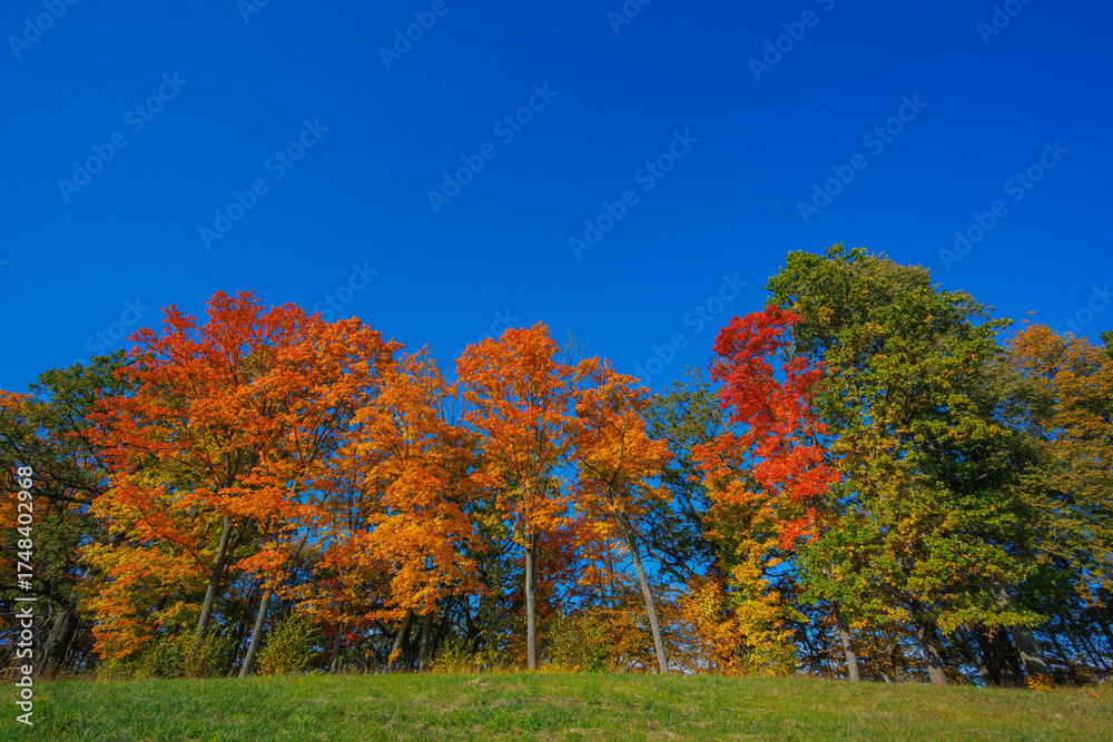 Fototapeta premium A Stunning Autumn Landscape Featuring Vibrant Trees, Bright Colors, and a Clear Blue Sky