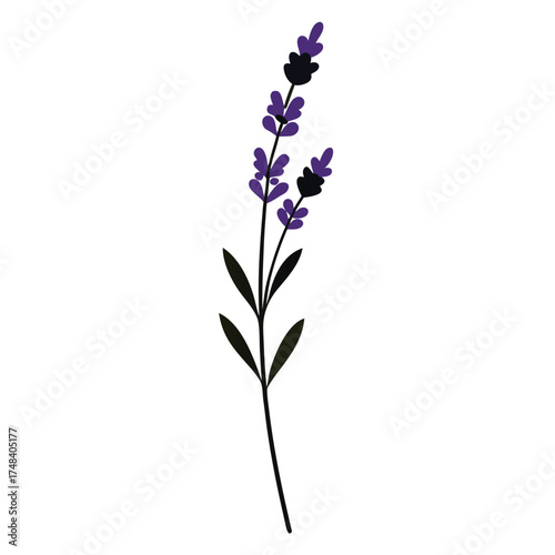 Single lavender flower silhouette