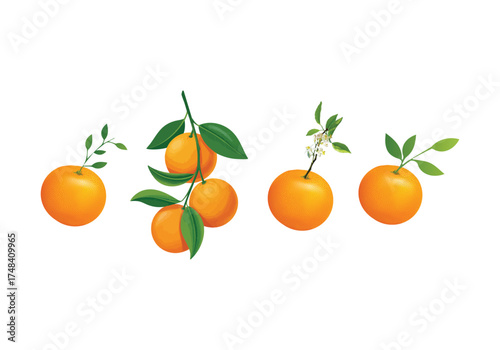 Branch of a tangerine Citrus orange fruit branches isolated on a white background. 
Set of vector illustration