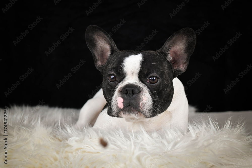 Fototapeta premium French Bulldog lying on a fluffy white rug against a black background, looking calm and relaxed. 