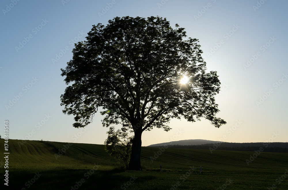 Obraz premium Solitary Tree Against Setting Sun