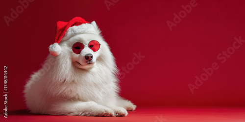 White dog wearing santa hat and heart sunglasses smiling on red background, festive christmas animal portrait