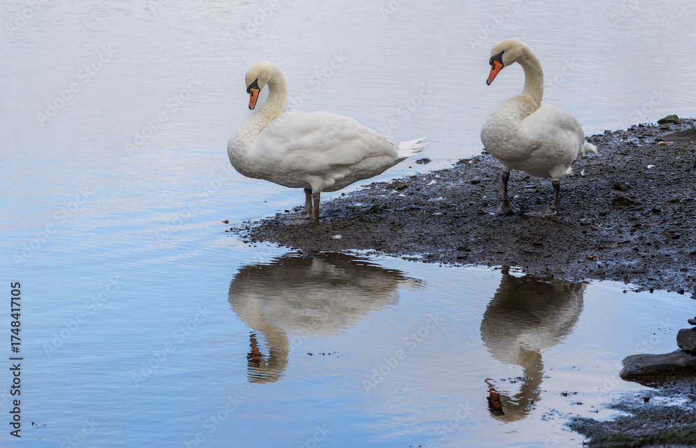 Obraz premium 2 swans (Cygnus olor) on the lakeside with reflections on the water. 