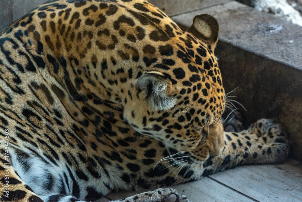 Naklejka premium Into the wild - Jaguars !