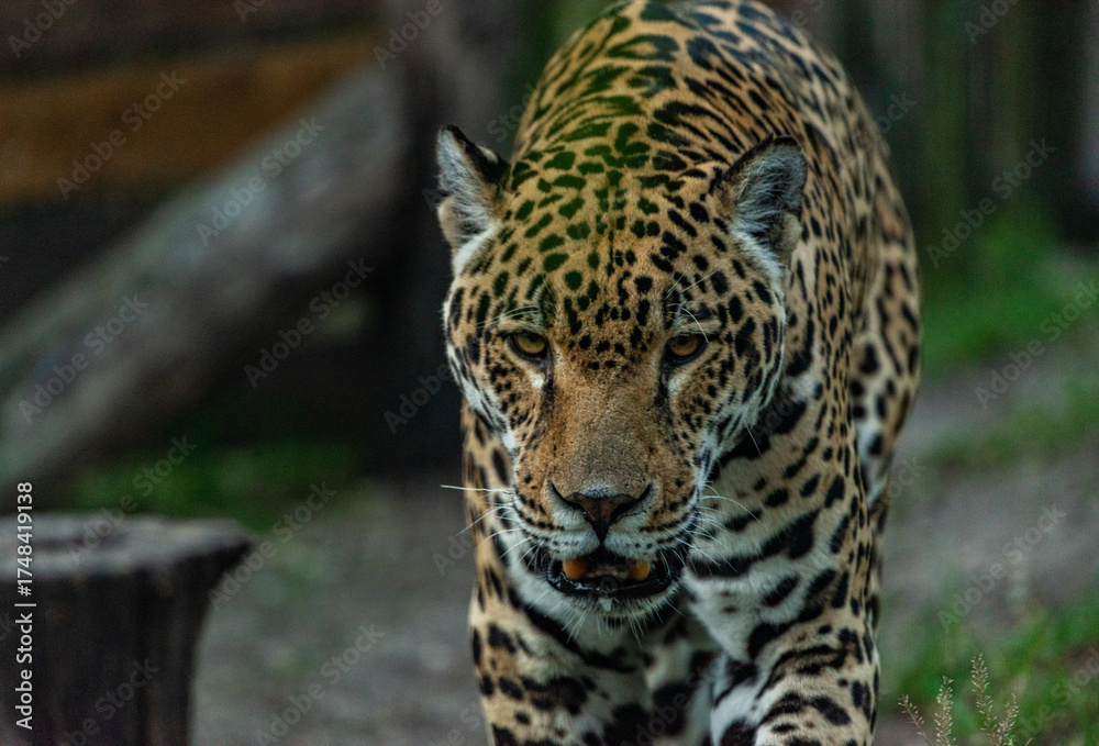 Fototapeta premium Into the wild - Jaguars !