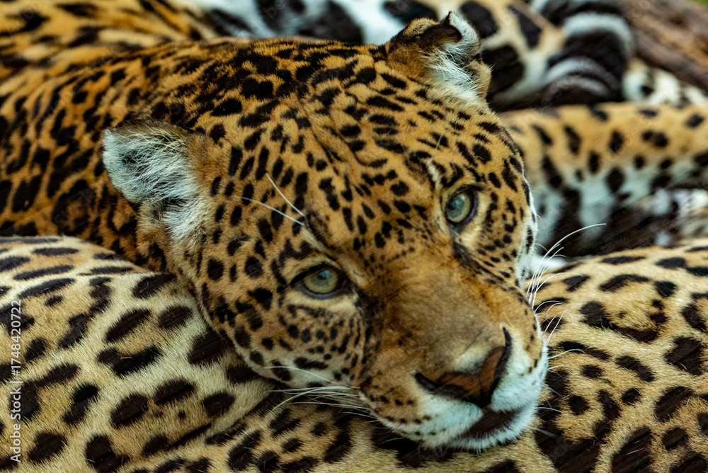 Fototapeta premium Into the wild - Jaguars
