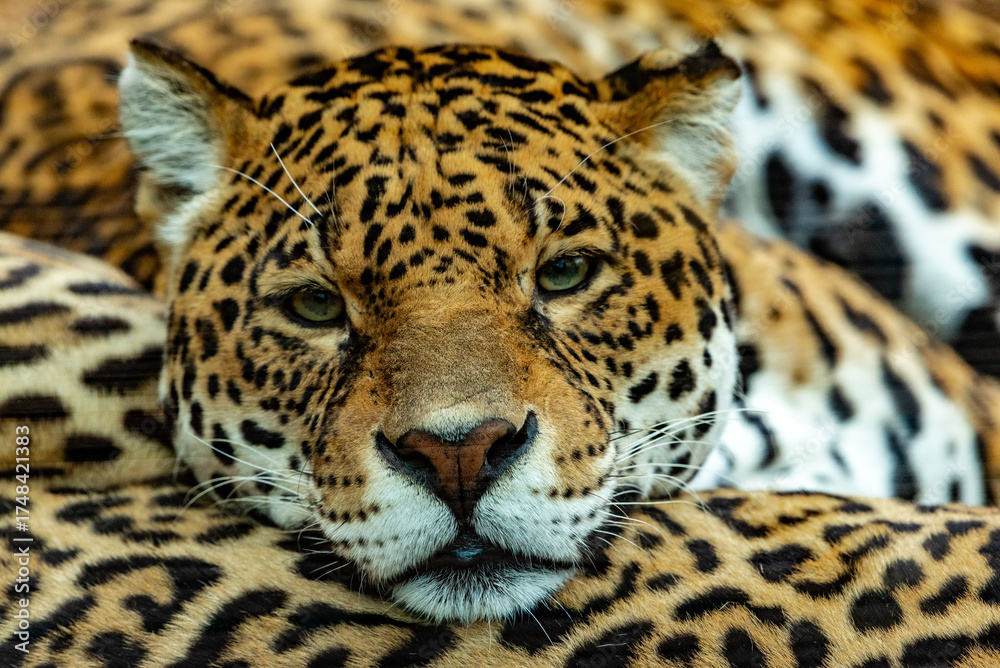 Obraz premium Into the wild - Jaguars