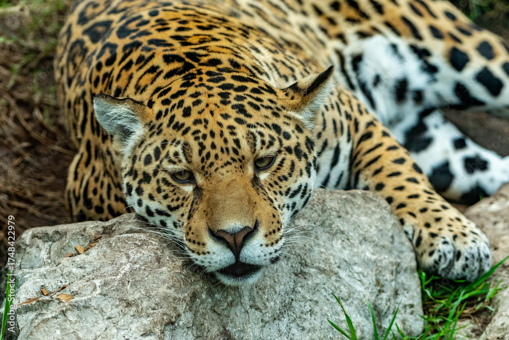 Fototapeta premium Into the wild - Jaguars