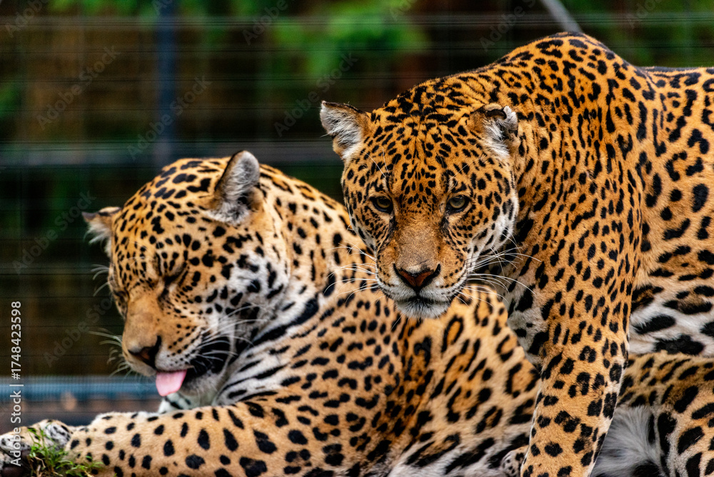 Obraz premium Into the wild - Jaguars