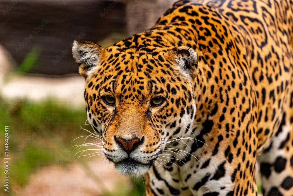 Obraz premium Into the wild - Jaguars