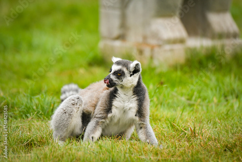 Tableau sur toile Ring-tailed lemur (Lemur catta) sitting on the grass, licking its nose