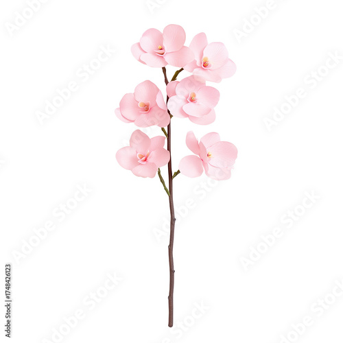 Delicate Pink Orchid Flowers Isolated on White Background