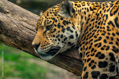 Canvas Print Into the wild - Jaguar