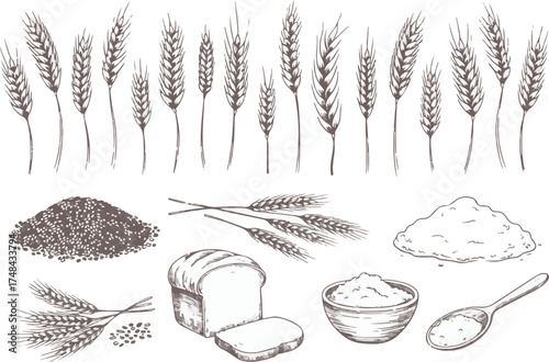 Wheat and Bread Vector Illustration Set for Bakery, Agriculture, and Food Concepts