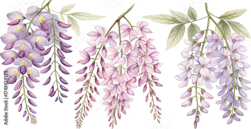 Watercolor Wisteria Flowers