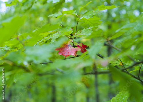 A red leaf in an oak forest heralds the beginning of autumn in Navarre.