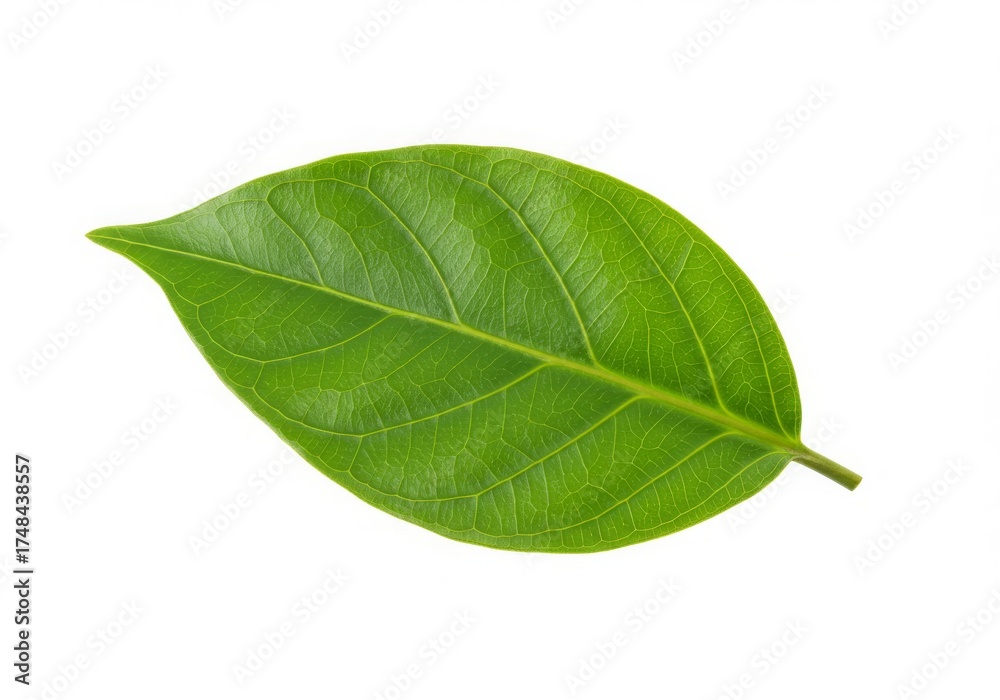 Obraz premium Single Green Jackfruit Leaf Isolated on White Background