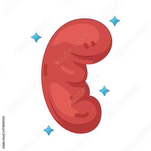 Illustration of Human Kidney Organ