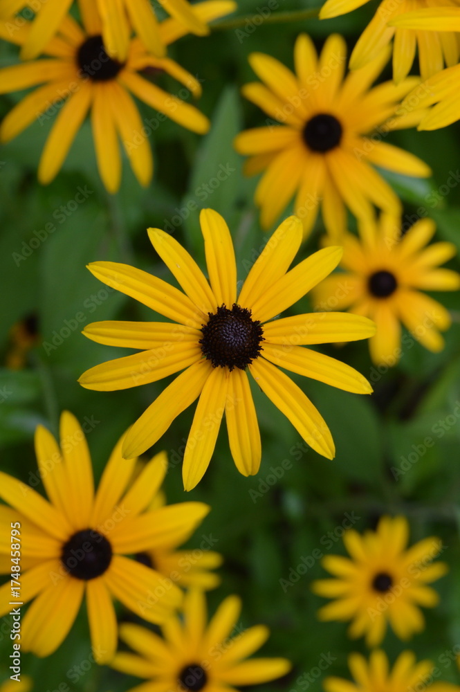 Fototapeta premium Coneflower. Echinacea. Rudbeckia fulgida 'American Gold Rush'.
