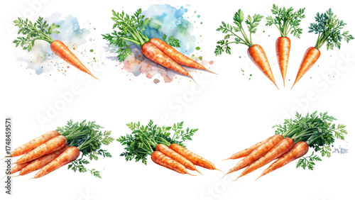 set of carrot on watercolor style