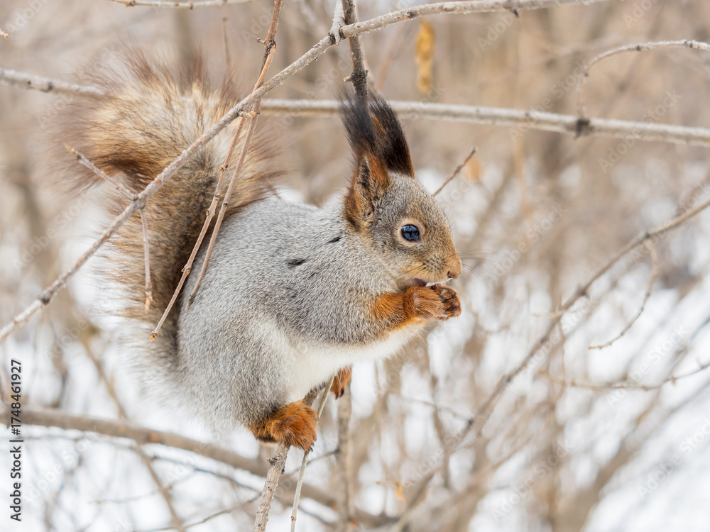 Obraz premium The squirrel with nut sits on tree in the winter or late autumn