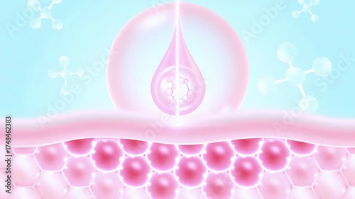 Skin absorption process cellular structure and nutrient delivery