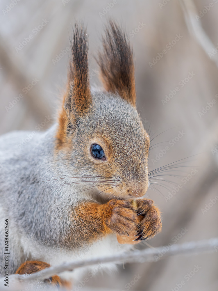 Fototapeta premium The squirrel with nut sits on tree in the winter or late autumn