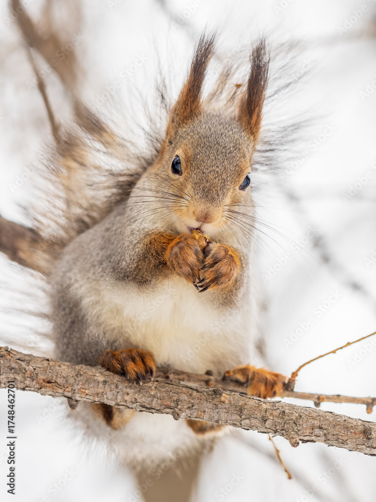 Fototapeta premium The squirrel with nut sits on tree in the winter or late autumn