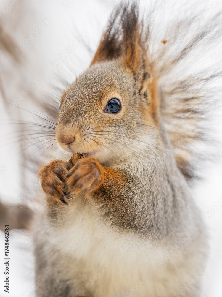 Fototapeta premium The squirrel with nut sits on tree in the winter or late autumn
