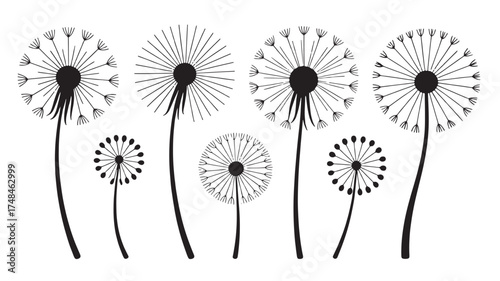 Delicate dandelion seed heads transition from full bloom to airy dispersal against a white background