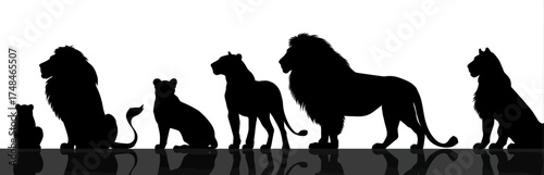 Silhouettes of various felines, arranged in a row, on a reflective surface, with a white background