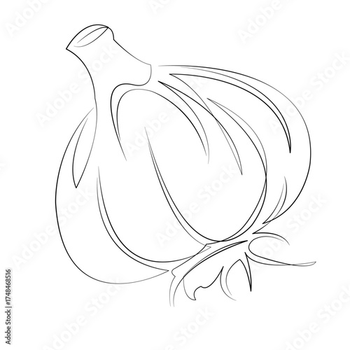One continuous line drawing on white isolated background. Minimalism linear illustration. garlic, vegetable, food, ingredient, head, clove, fresh, isolated, white, healthy