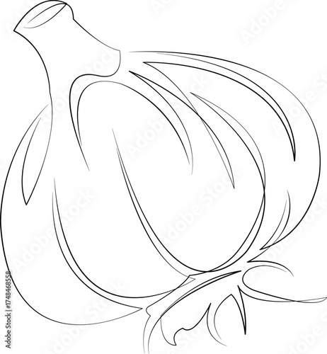 One continuous line drawing on white isolated background. Minimalism linear illustration. garlic, vegetable, food, ingredient, head, clove, fresh, isolated, white, healthy