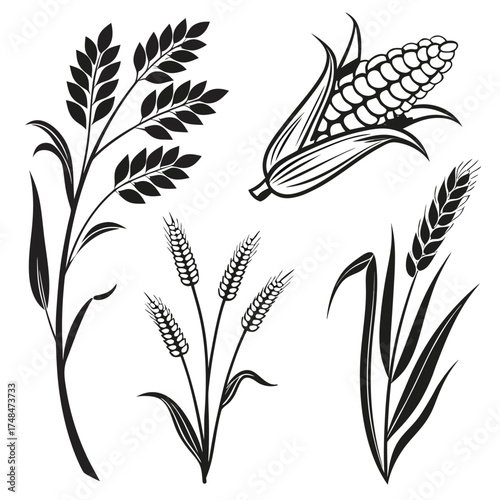 Black silhouette vector designs of wheat stalks and corn