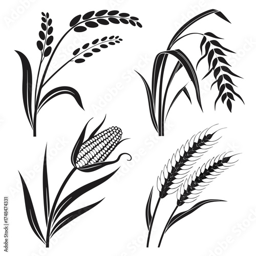 Four black silhouette vector designs of plants corn wheat rice