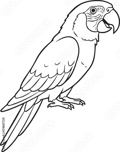Parrot Vector Illustration