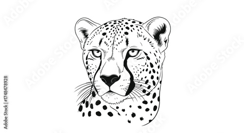 A detailed black and white illustration of a cheetahs face.
