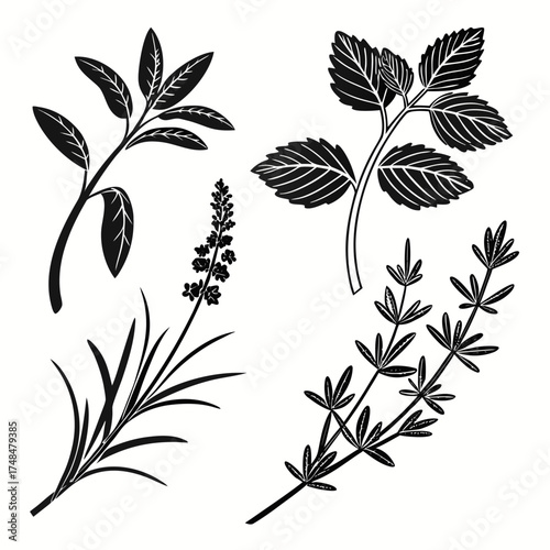 Four black silhouette herb designs on white background