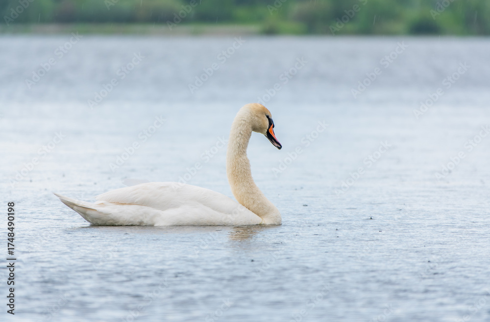 Fototapeta premium Graceful white Swan swimming in the lake, swans in the wild. Portrait of a white swan swimming on a lake.