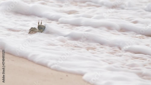 A small crab scurries along the shoreline as gentle ocean waves roll in, eventually covering it in a soft blanket of sea foam. Captured in stunning 4K slow motion.