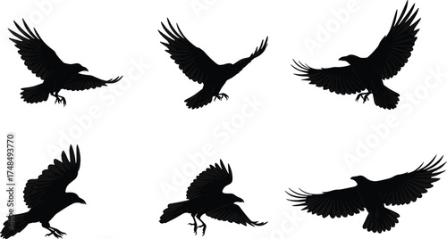 Flying crow and raven silhouette vector illustration with five black birds in motion, detailed wings, wildlife nature design, minimal animal art concept