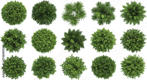 Top view collection of sixteen green plants and shrubs with diverse leaf patterns for landscape design, gardening, botany, and architecture illustration