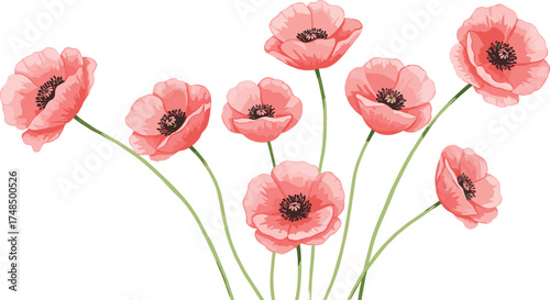 Vector illustration of blooming pink poppy flowers with delicate ruffled petals and dark centers, botanical floral artwork design for decorative background