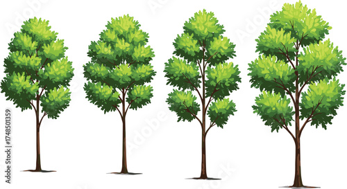 Vector illustration of four deciduous trees with tall trunks and green foliage, natural botanical artwork design for landscape, garden, and environment background