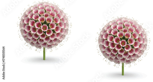 this is stunning—those allium-like floral spheres are practically fractal poetry.