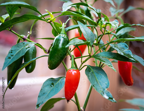 ripe red jalapeños 