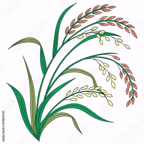 Stylized illustration of green rice stalks with ripening grains in shades of yellow and pink on a white background